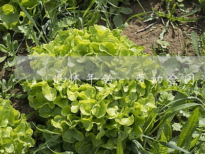 退休年龄 劳动合同法 退休年龄 劳动合同法